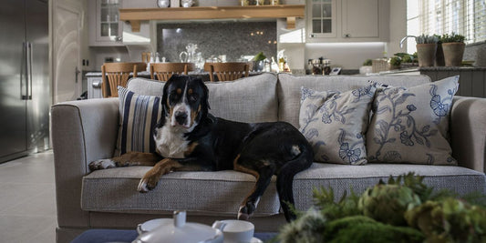 Pet love candles too