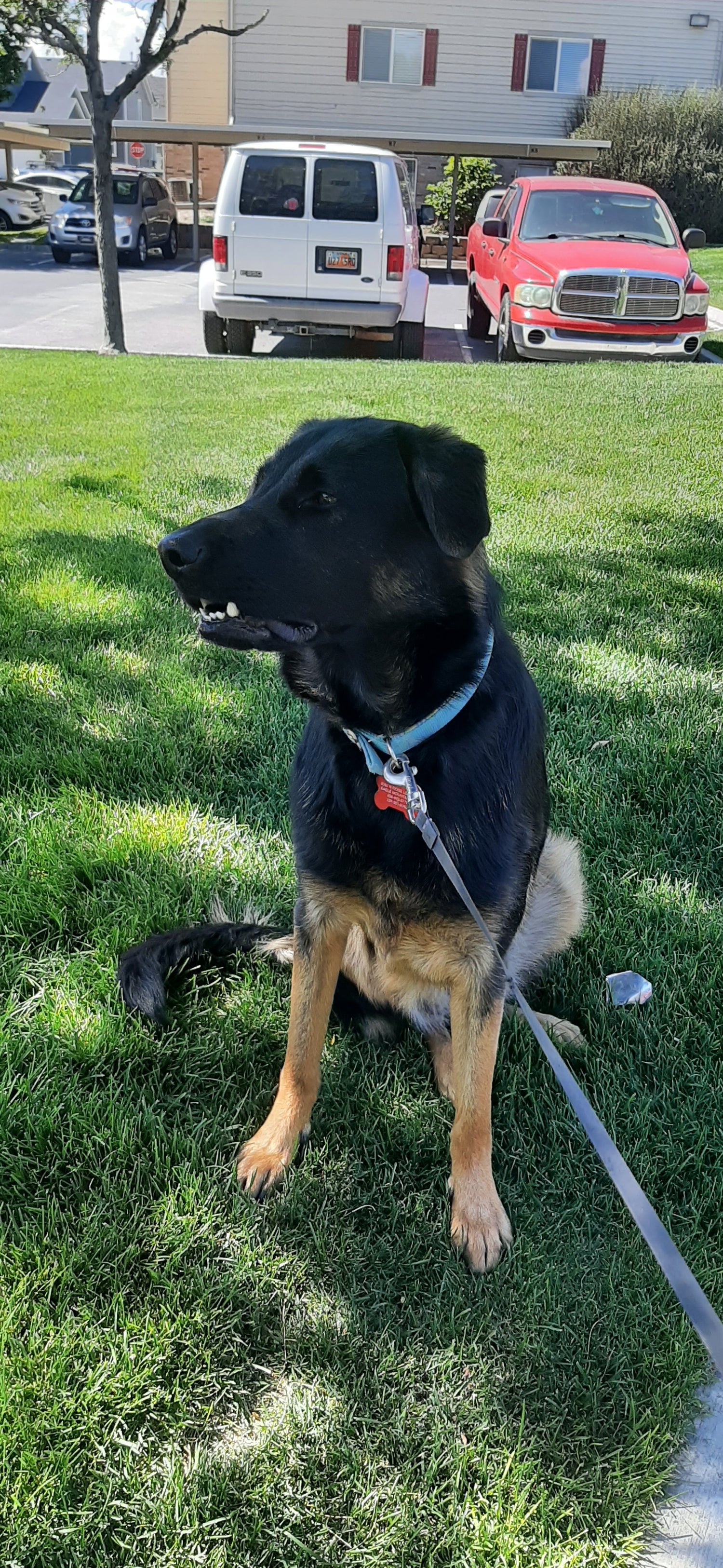 A large black and brown dog wearing a leash sitting in the grass. 